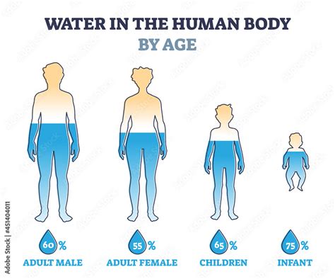 percent of water in the human body